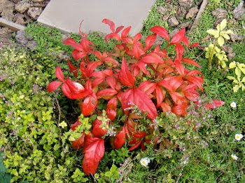 すべての美しい花の画像 心に強く訴えるオタフクナンテン 花