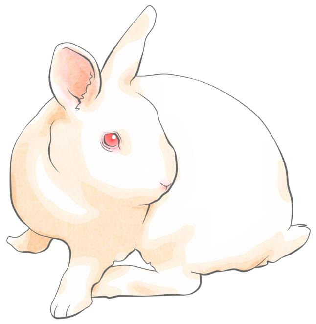 50 かわいい うさぎ イラスト リアル ただのディズニー画像