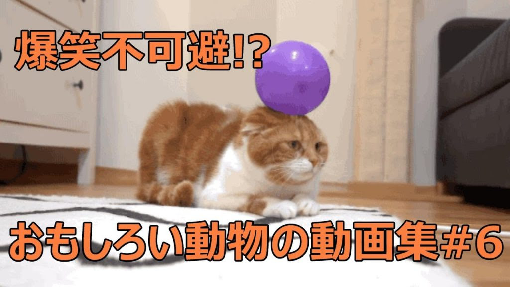 動物画像無料 ラブリー爆笑 画像 動物