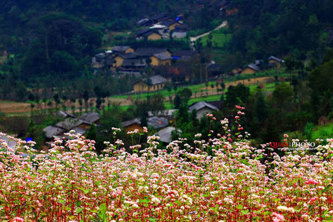 Hà Giang, tam giác mạch, cúc dại