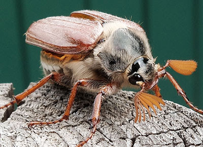 A cockchafer May bug