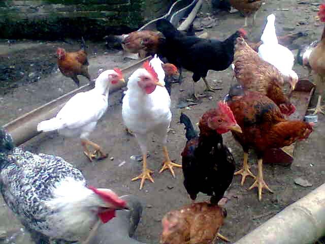 Panduan Lengkap Cara Budidaya Ayam Kampung Berkualitas 