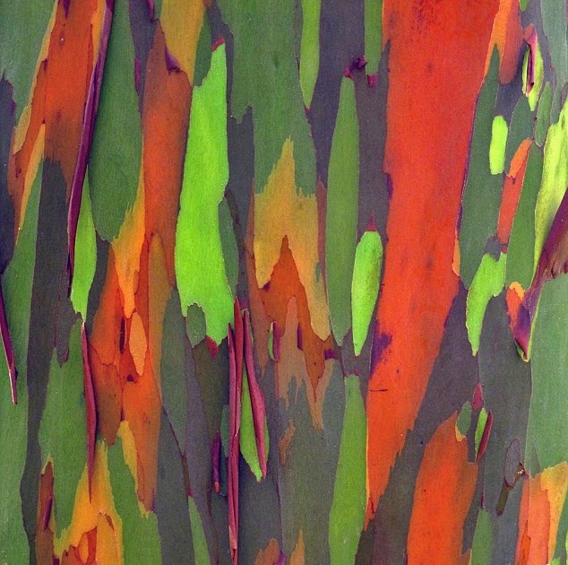Pohon Unik Rainbow Eucalyptus Memiliki Kulit warna 