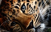 Tergokil Gambar Harimau Jaguar