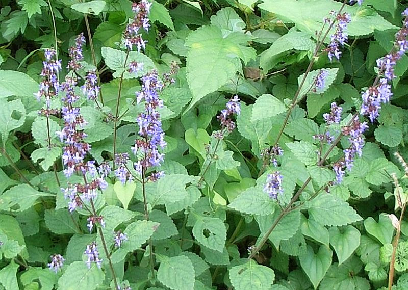 シソ科 花 紫 シソ科 花 紫