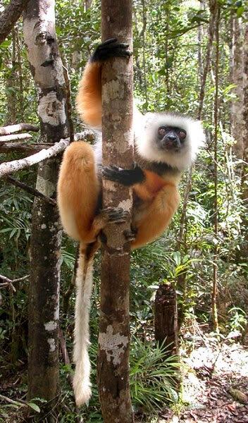 File:Diademed Sifaka (Propithecus diadema) 5.jpg