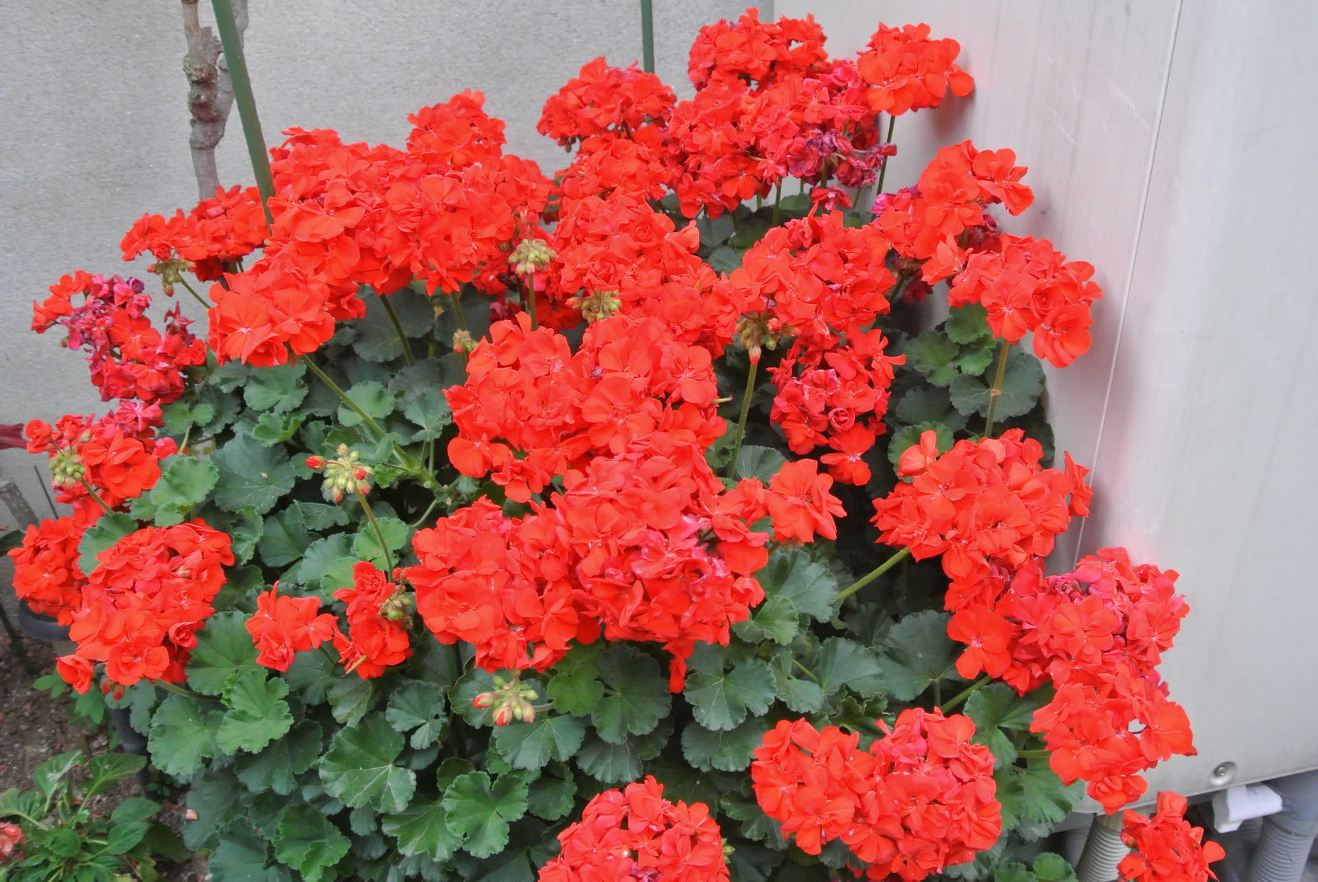 すべての美しい花の画像 最高春 赤い 花