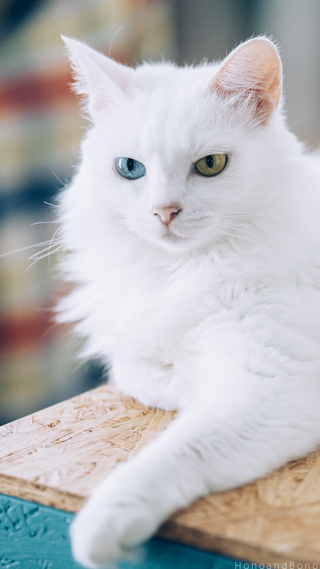 最高かつ最も包括的な壁紙 スマホ 猫 最高の花の画像