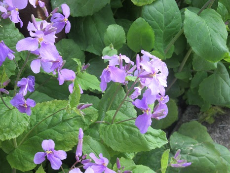 これまでで最高の春 雑草 紫 すべての美しい花の画像