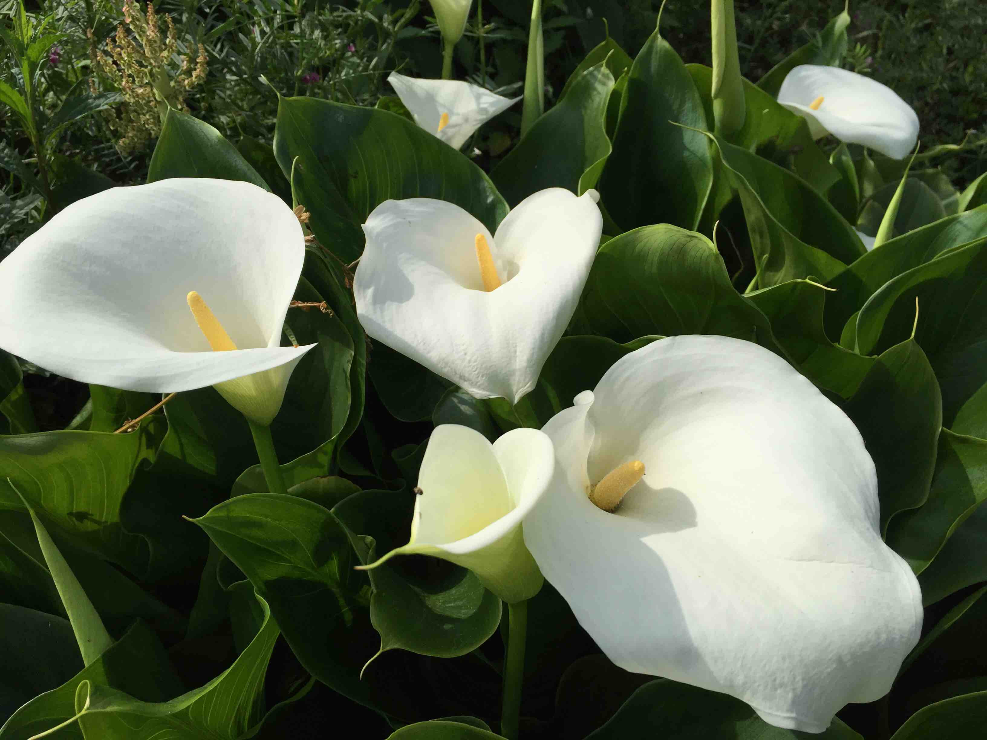 すべての美しい花の画像 これまでで最高のカラー 花 写真 フリー