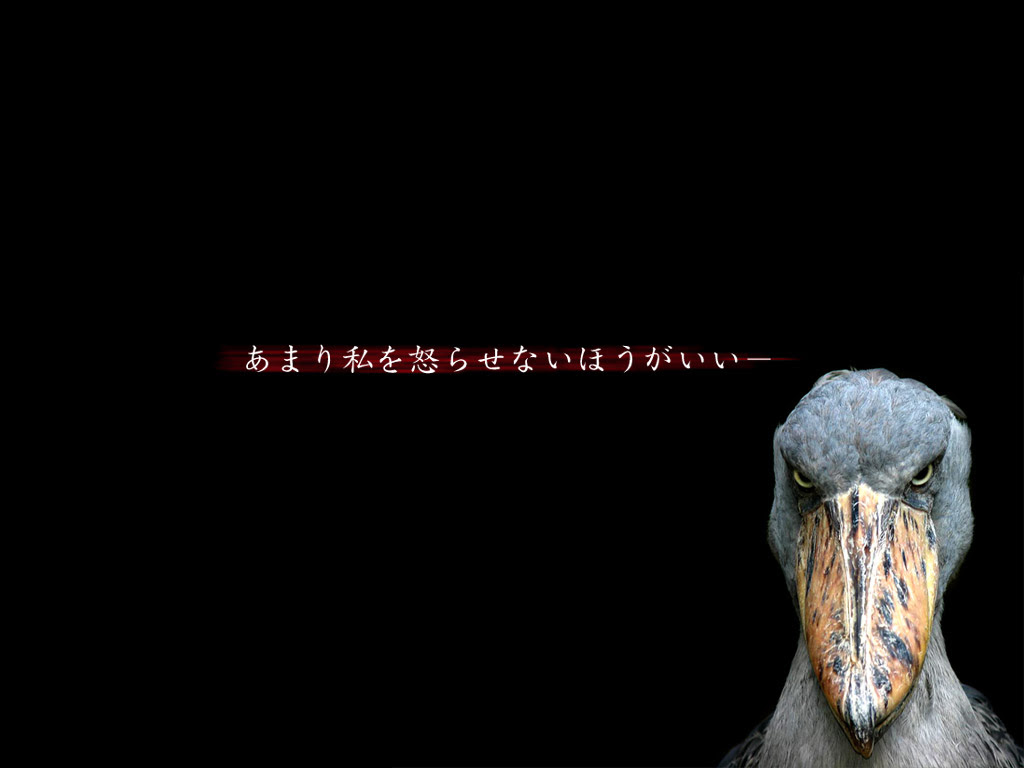 0以上 ハシビロコウ 壁紙 Hd壁紙画像コレクション