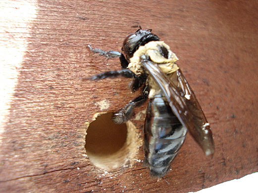 Wasp Nest Under Deck | Mice