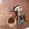 How To Get Rid Of Hornets Nest Under Deck - How to get rid of Ground Digger Wasps (Cicada Killer Wasp ... / Once the nest is down fill the bag with appropriate insecticide, close the bag and burn it right away to get rid of it.