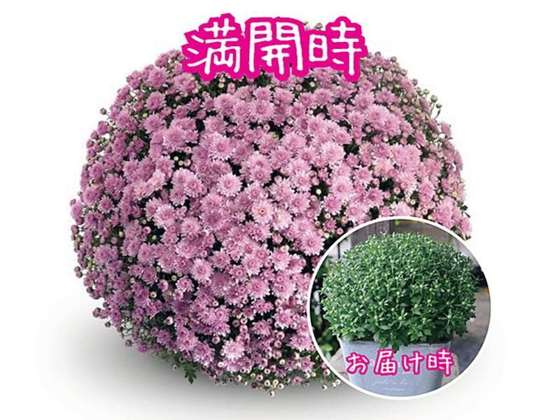 すべての美しい花の画像 無料印刷可能花 通販 鉢植え