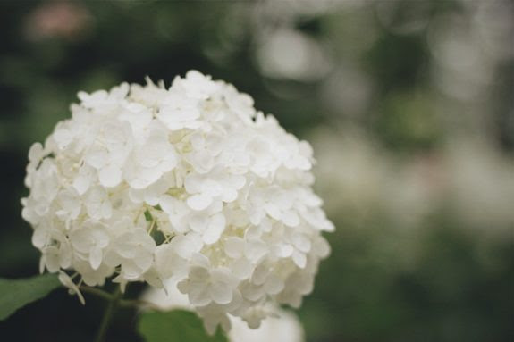 最高紫陽花 花 小さい すべての美しい花の画像