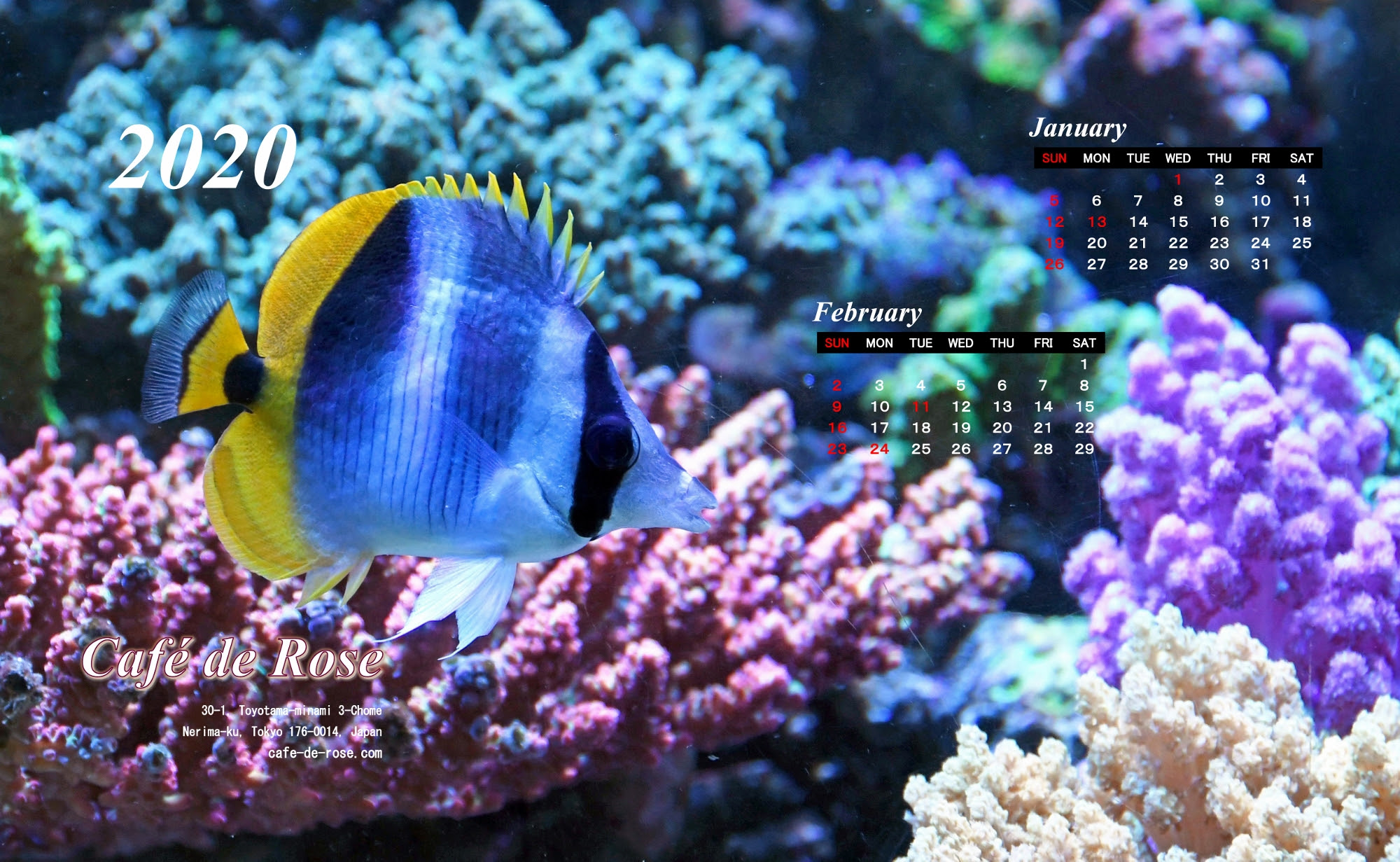 すべての花の画像 無料ダウンロードpc 壁紙 アクアリウム