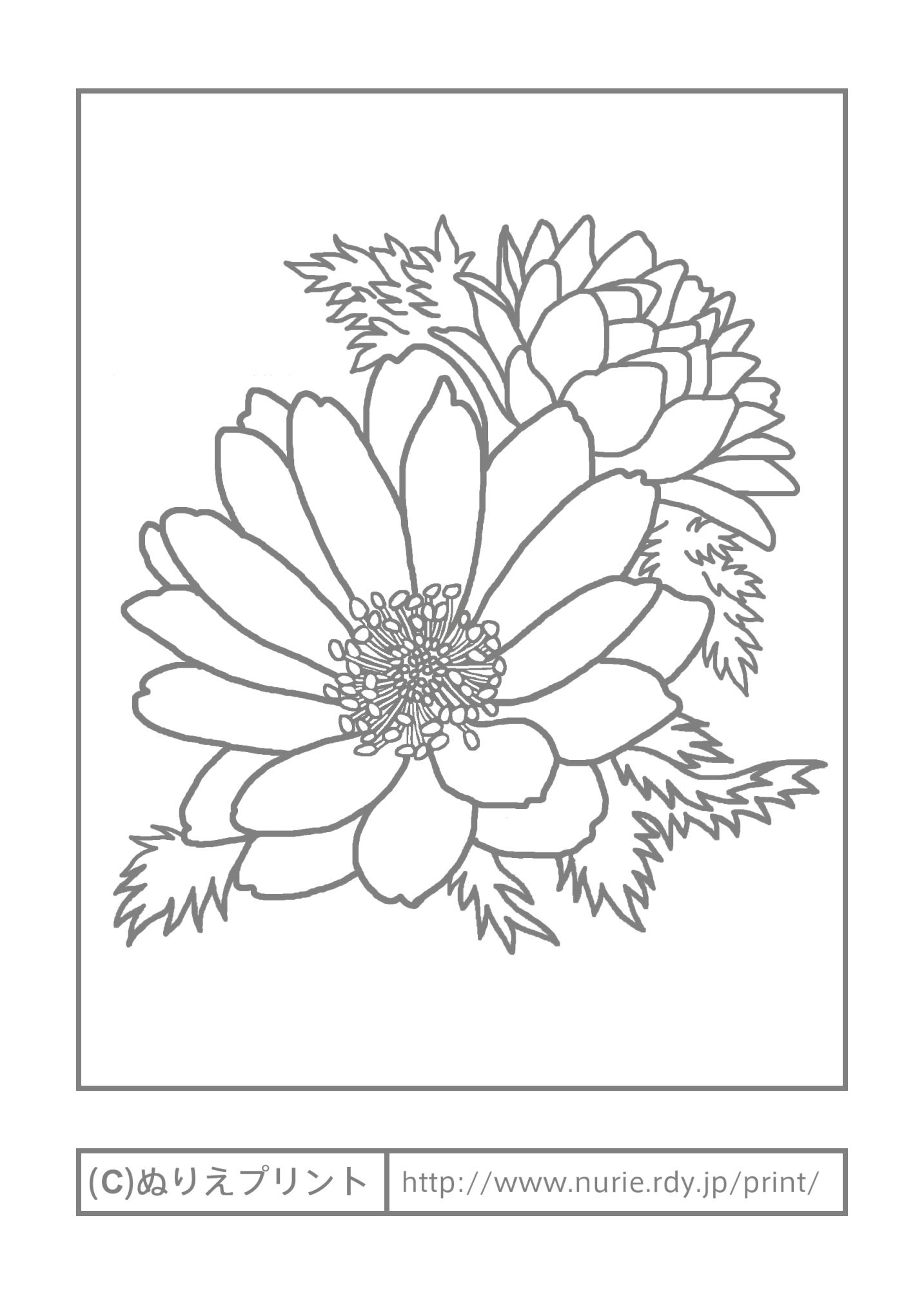 ぜいたく花 塗り絵 イラスト 最高の花の画像