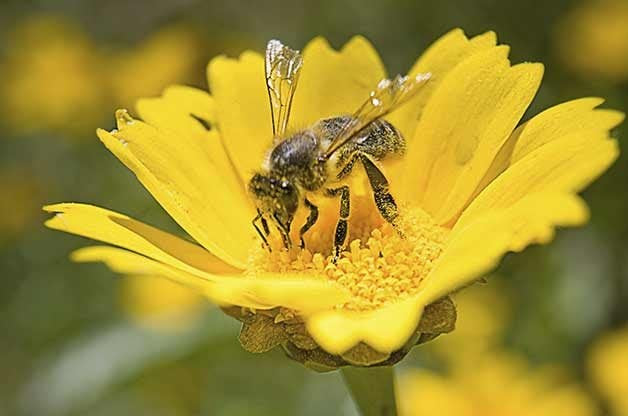 Top 10 Flowers That Attract Bees