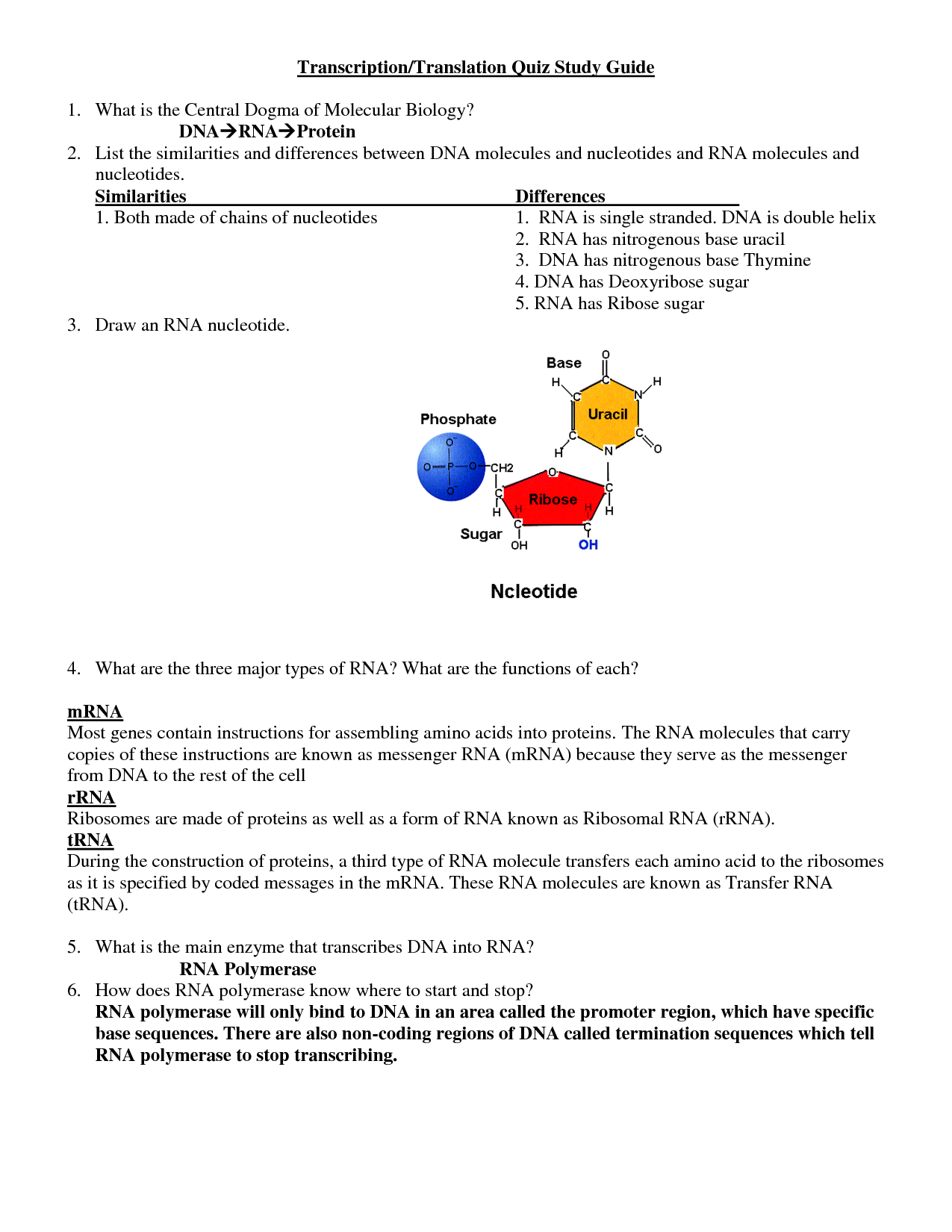 29 Comparing Dna Replication And Transcription Worksheet Answers - Worksheet Resource Plans