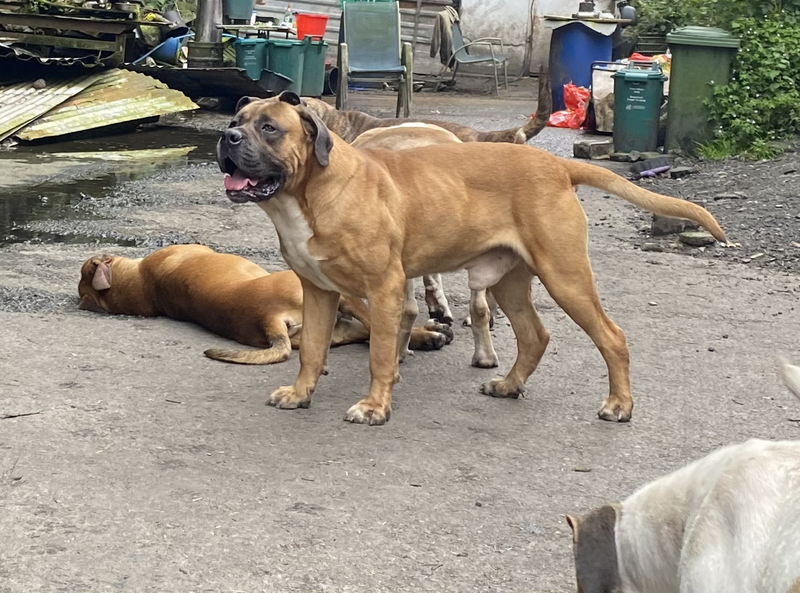 They're members of the large dog breed family and sport coats in colors of black, brindle, piebald, fawn, cream, mahogany, brown, and red. Pedigree Boerboel Puppies Sale Cheap Buy Online