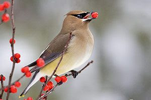 Plants for Waxwings