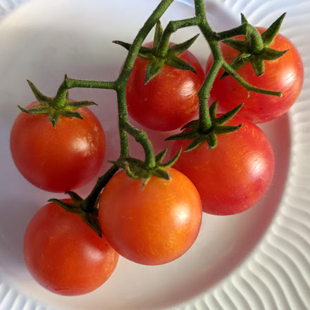 We did not find results for: Spring Garden Market Tomatoes Uc Master Gardeners Of Santa Clara County
