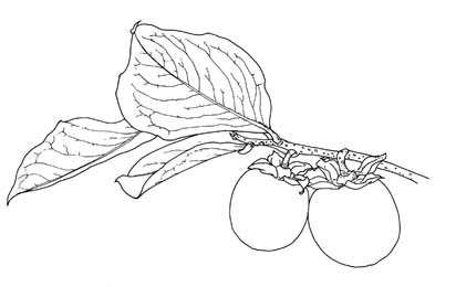 無料ダウンロード ちぎり 絵 下絵 無料 Cjs75800