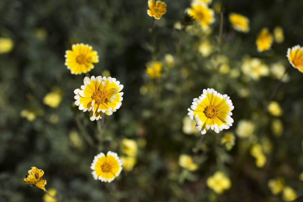 Squash is one of the easiest, most productive, quickest crops you can grow! Slideshow The 13 Best Calif Native Drought Tolerant Plants For Your Garden 89 3 Kpcc