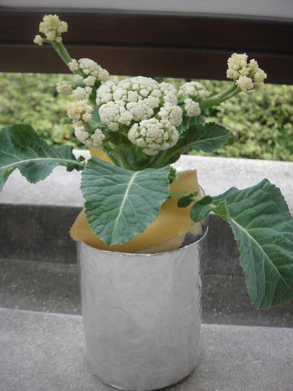 すべての花の画像 50 素晴らしいカリフラワー 花が咲く