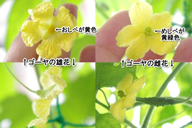 50 素晴らしいニガウリ ゴーヤ 花 すべての美しい花の画像