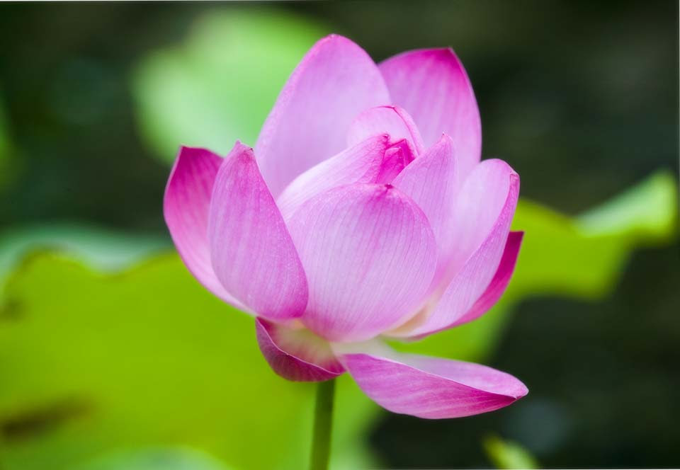 ベスト50 壁紙 蓮 の 花 最高の花の画像