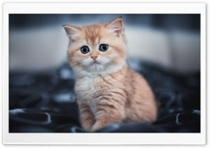 We have a lot of different topics like nature and a lot more in 2021. Wallpaperswide Com Cute Ultra Hd Wallpapers For Uhd Widescreen Ultrawide Multi Display Desktop Tablet Smartphone Page 1