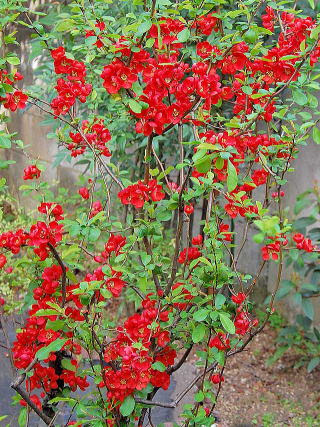 ぜいたく秋 冬 赤い 花 すべての美しい花の画像