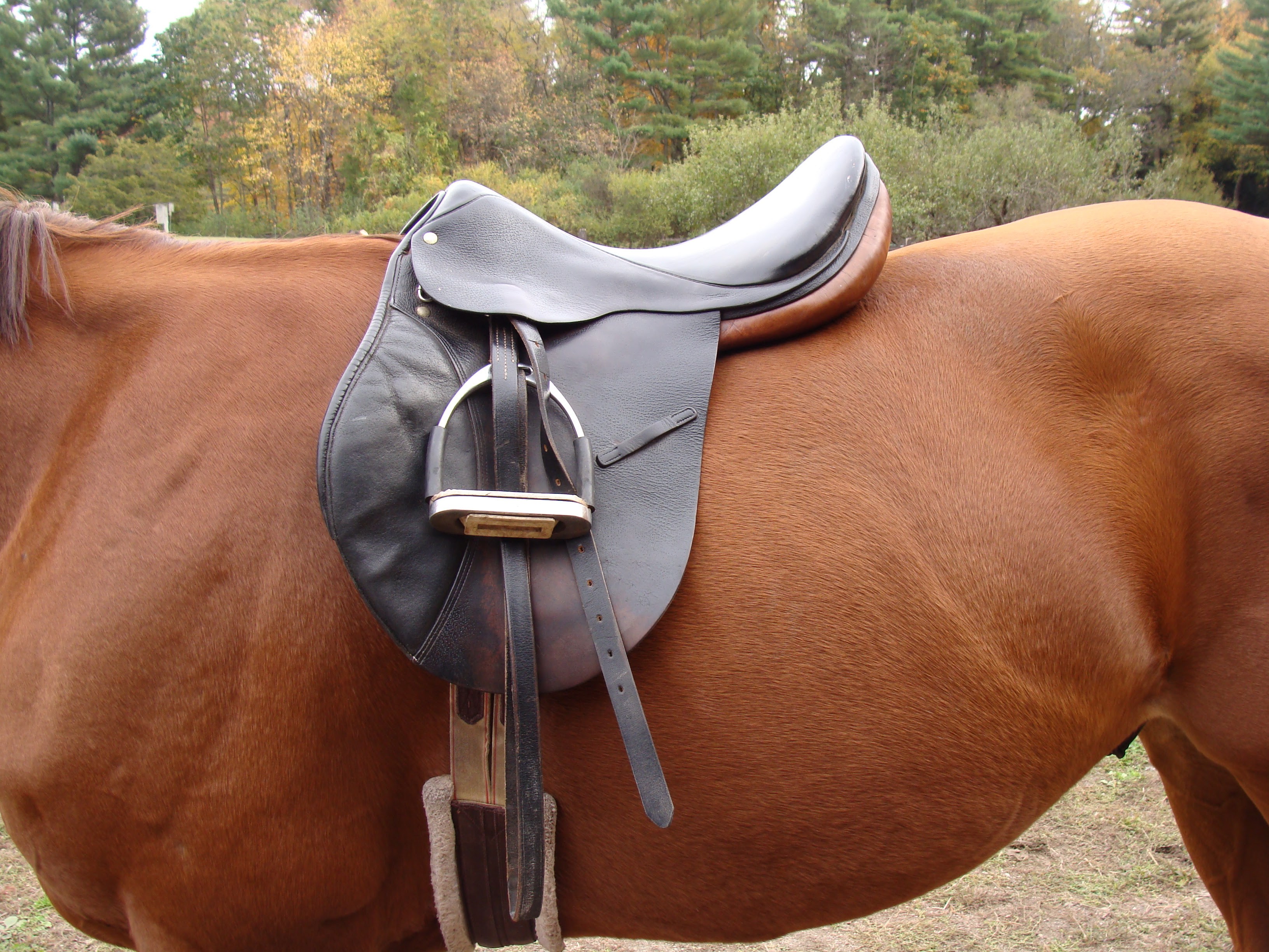 Naturally Horses: Buying my first saddle