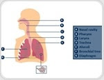 Accurate Breath Analysis with Breath Holding and End-Tidal Samples