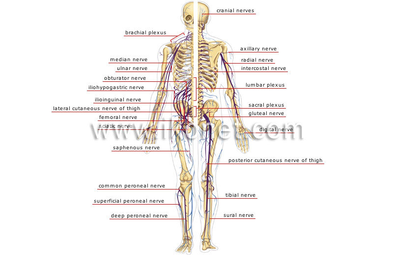 Interactive anatomical atlas of the thorax, abdomen and pelvis based on anatomical diagrams and upper limb 12. Human Being Anatomy Nervous System Peripheral Nervous System Image Visual Dictionary
