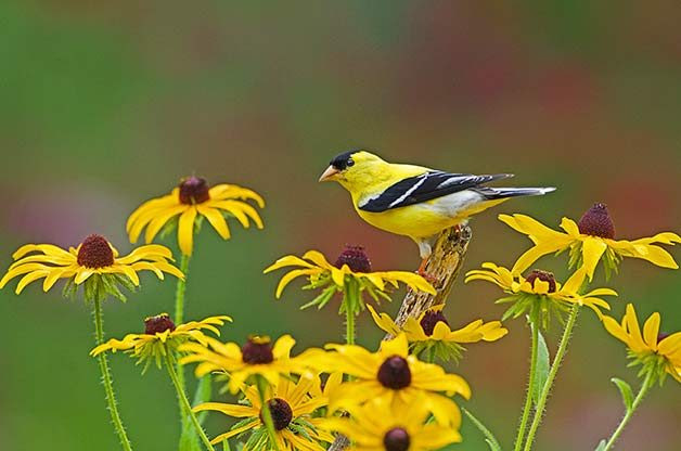 Attract Goldfinches With Your Garden