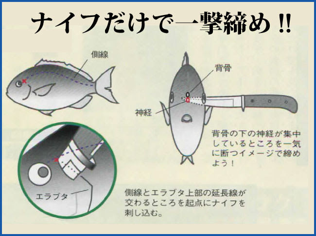 最新のhdスズキ 締め 方 すべての魚の画像