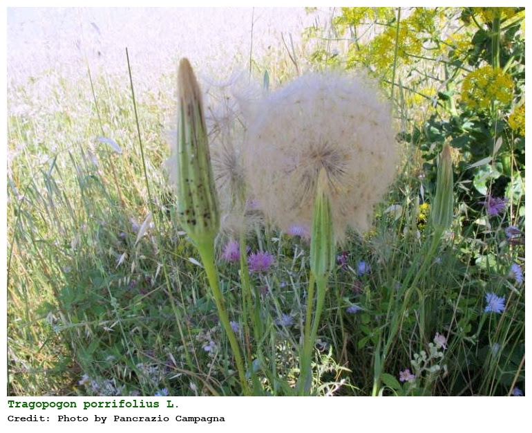 Tragopogon porrifolius L.