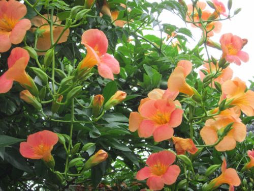 すべての美しい花の画像 新着花 かずら 種類