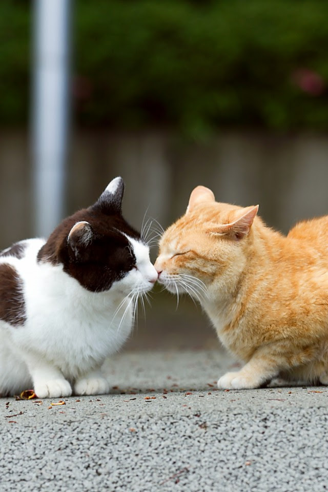 最新スマホ 壁紙 猫 かわいい 最高の壁紙コレクション