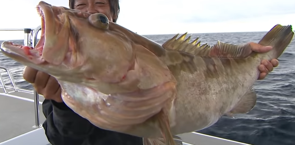 クエってどうやって釣ればいいの 釣り方や時期 おすすめタックルをピックアップ