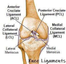 Left Leg Ligaments : Leg Knee anatomy / This is followed ...