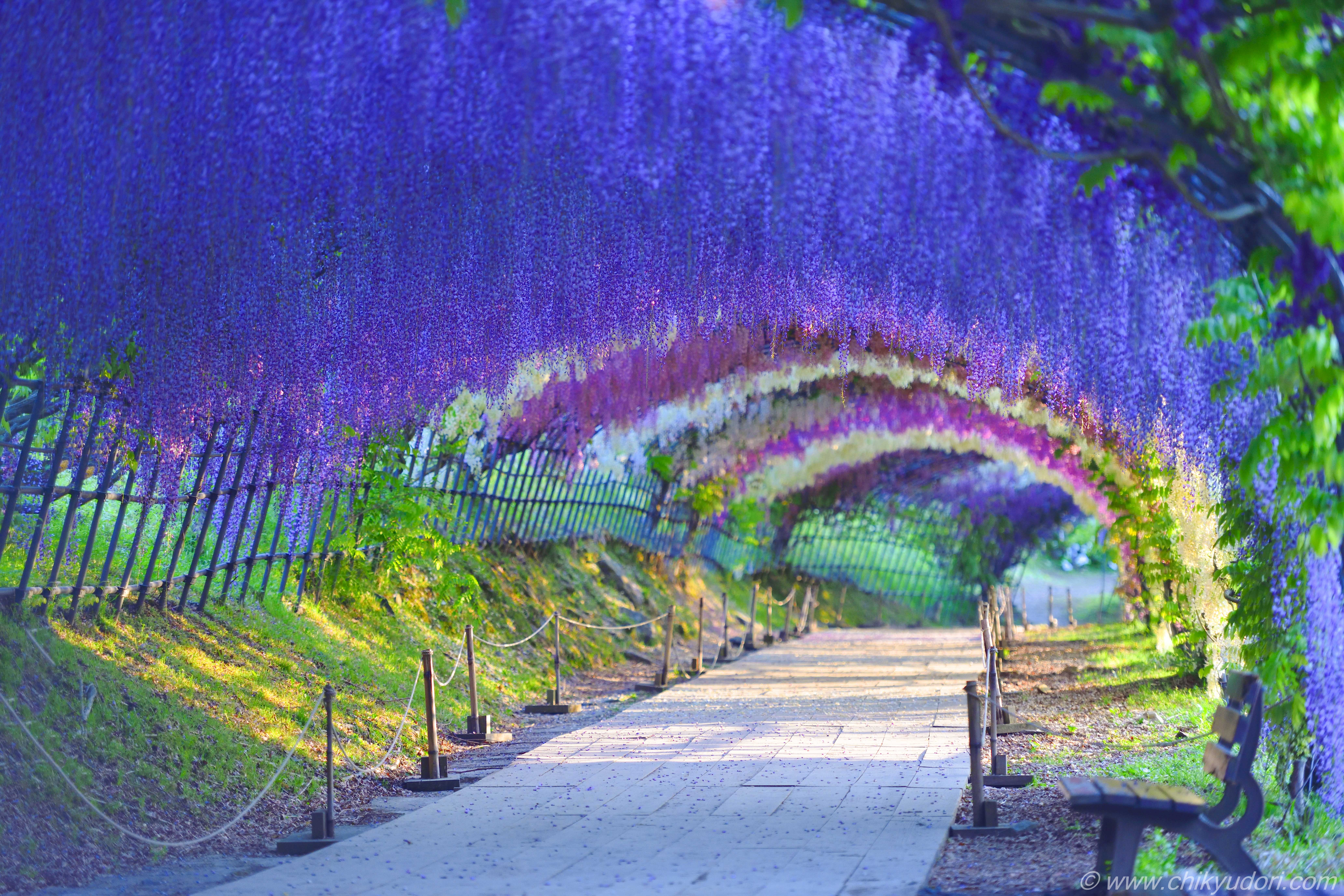 これまでで最高の藤の花 夜 壁紙 最高の壁紙コレクション