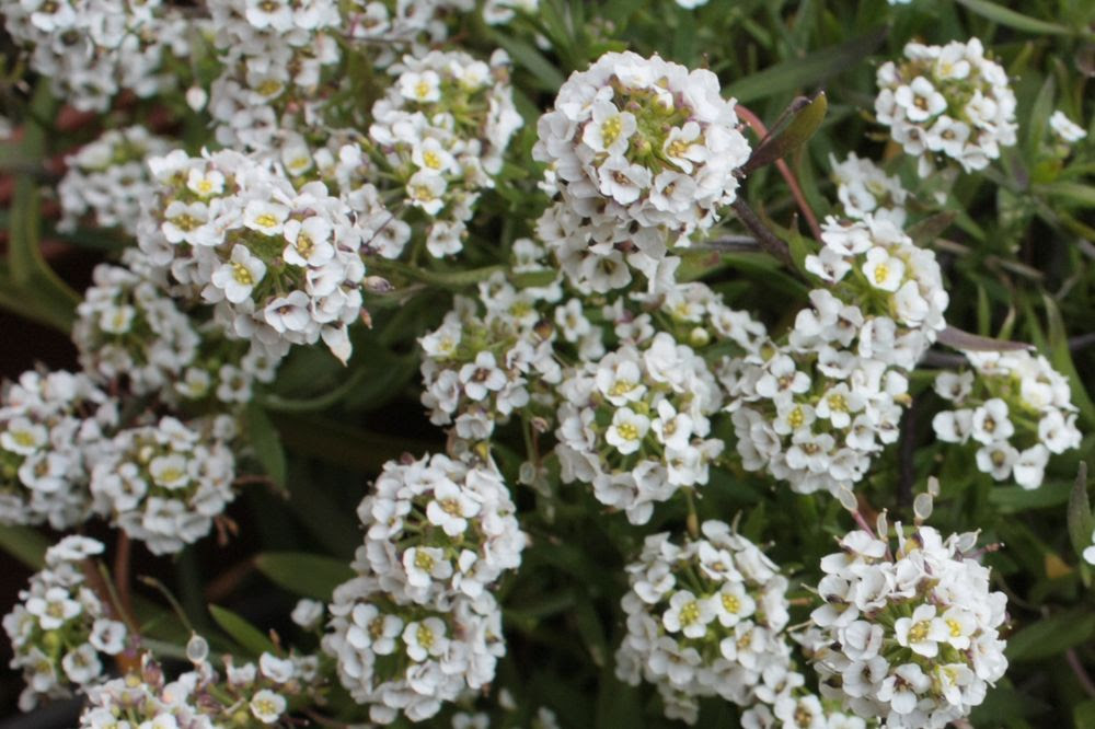 すべての美しい花の画像 これまでで最高の小さい 花 白
