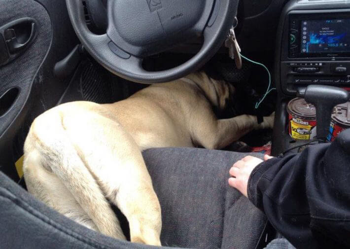 http://www.giveitlove.com/wp-content/uploads/2019/01/car-dog-asleep-82258.jpg