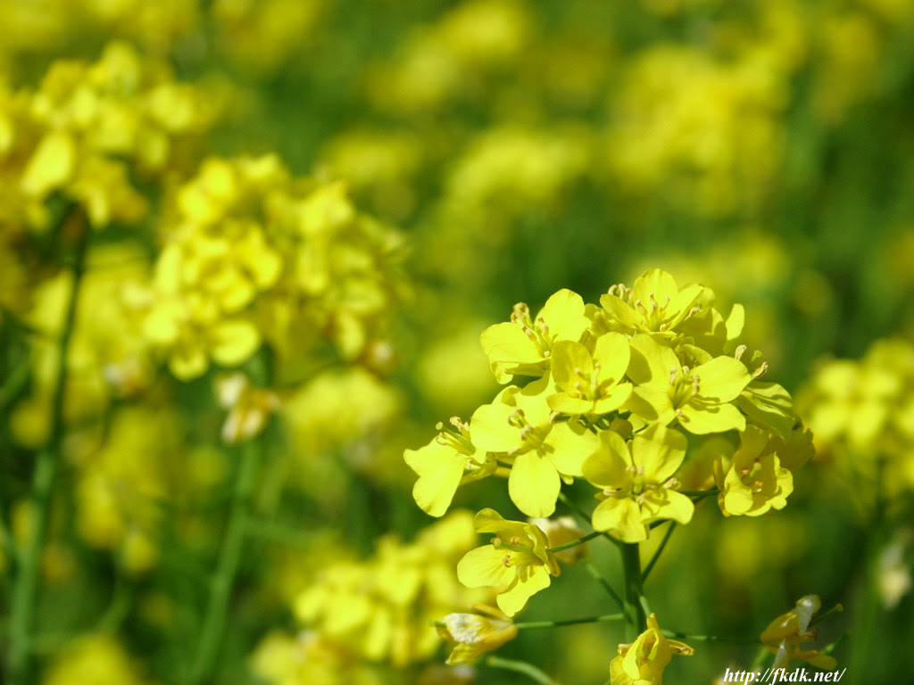 トップ100菜の花 壁紙 最高の花の画像