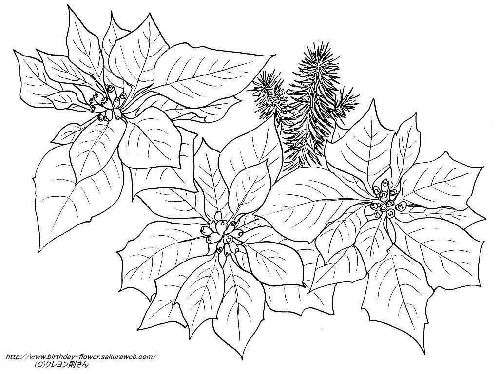 すべての美しい花の画像 最高の12月 塗り絵 無料 花