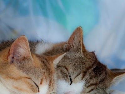 スマホ 壁紙 癒し 動物 の最高のコレクション すべての美しい花の画像
