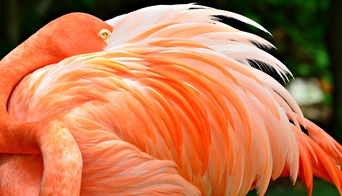 Rithka: Flamingo Bird Meaning In Tamil